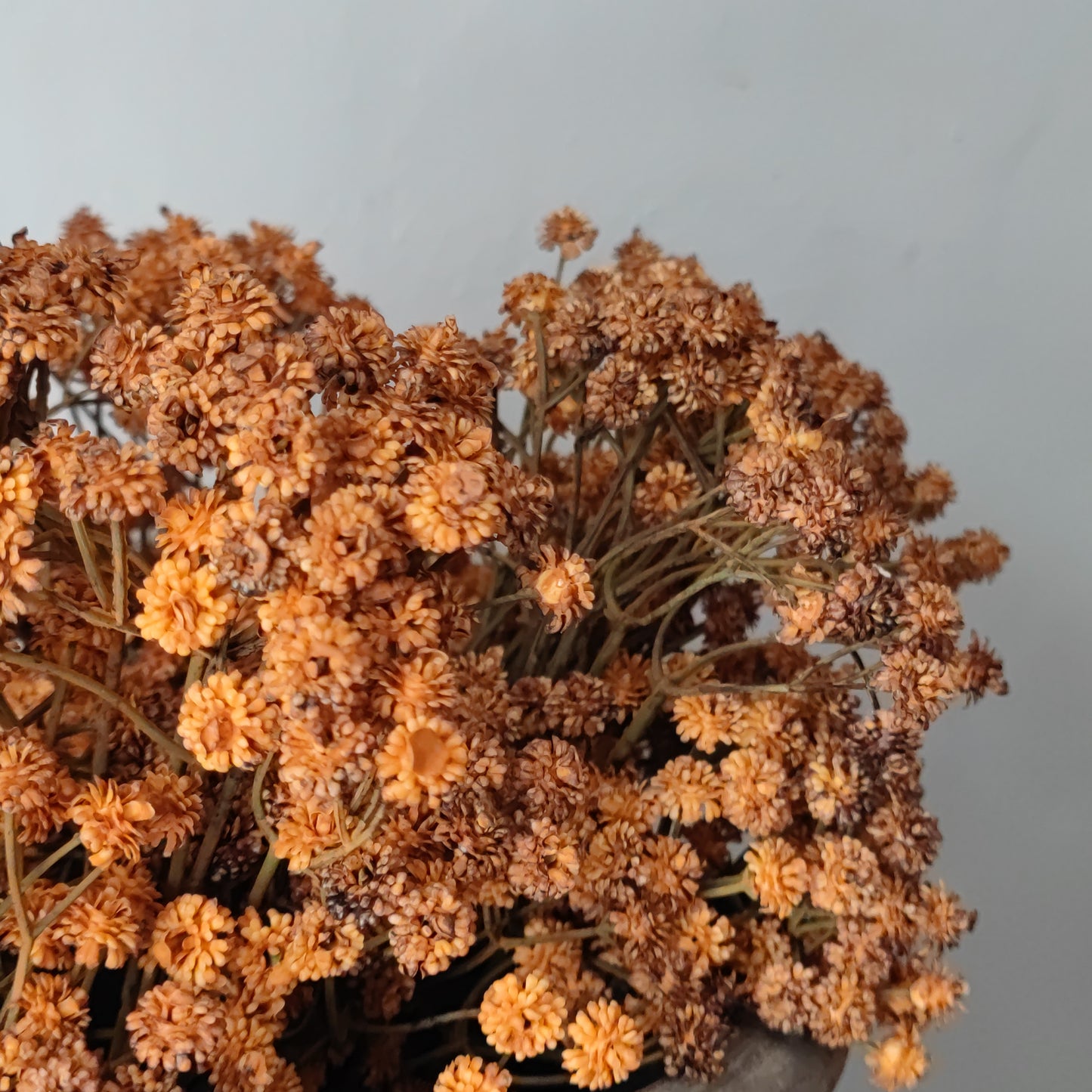 Zijde gypsophillia
